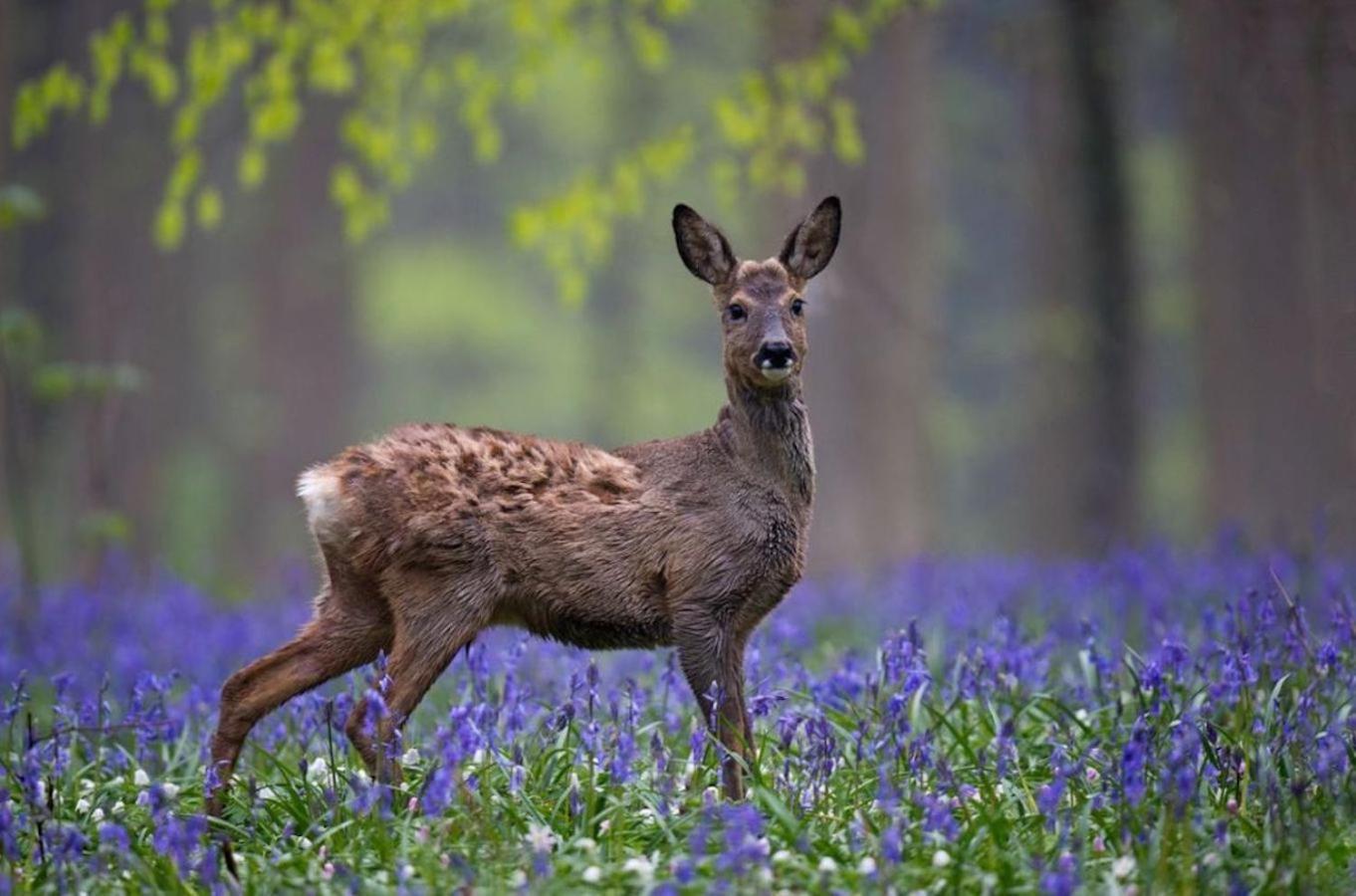 Hallerbos B&B In Bluebell Forest Halle  Εξωτερικό φωτογραφία