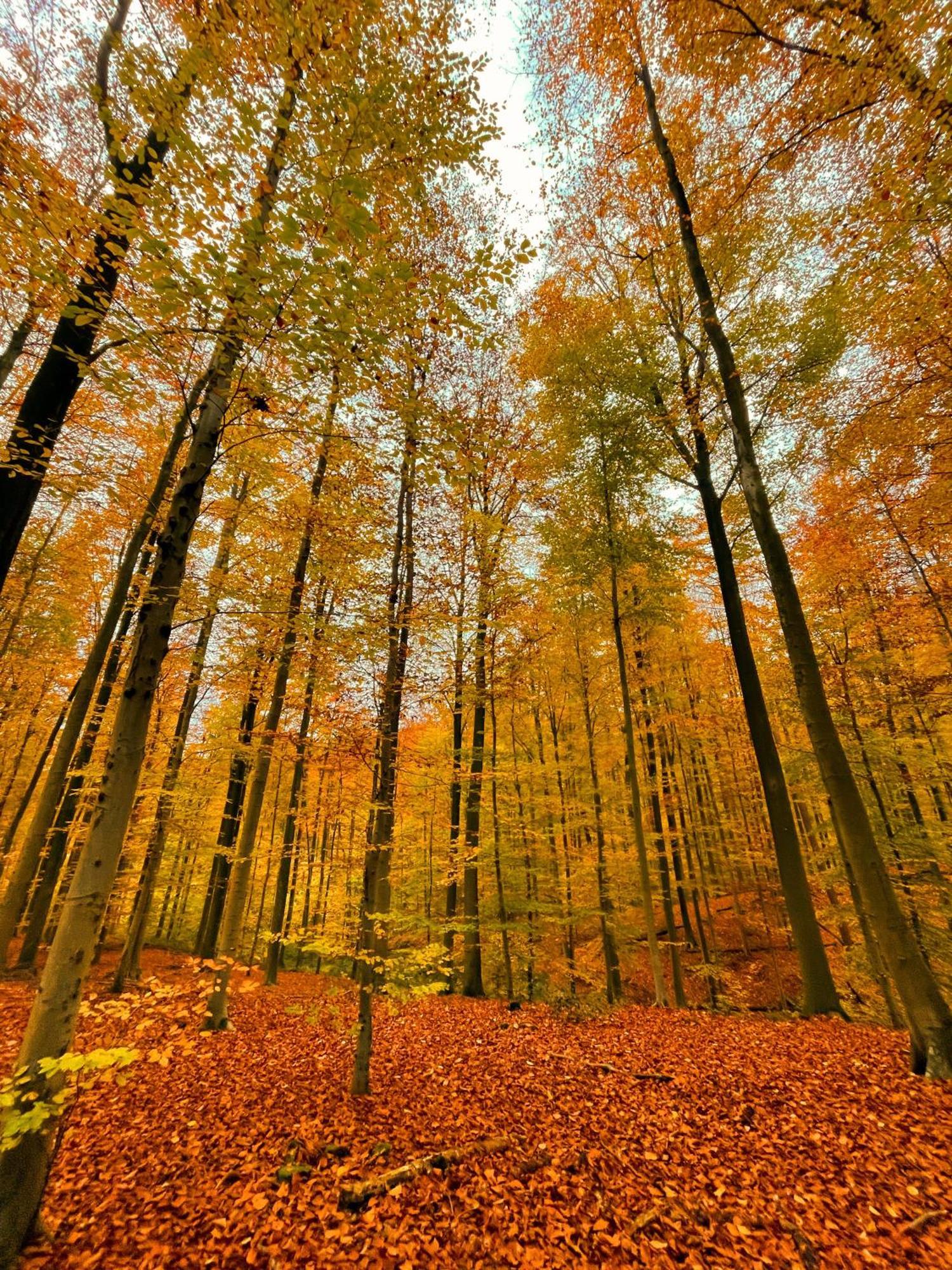 Hallerbos B&B In Bluebell Forest Halle  Εξωτερικό φωτογραφία