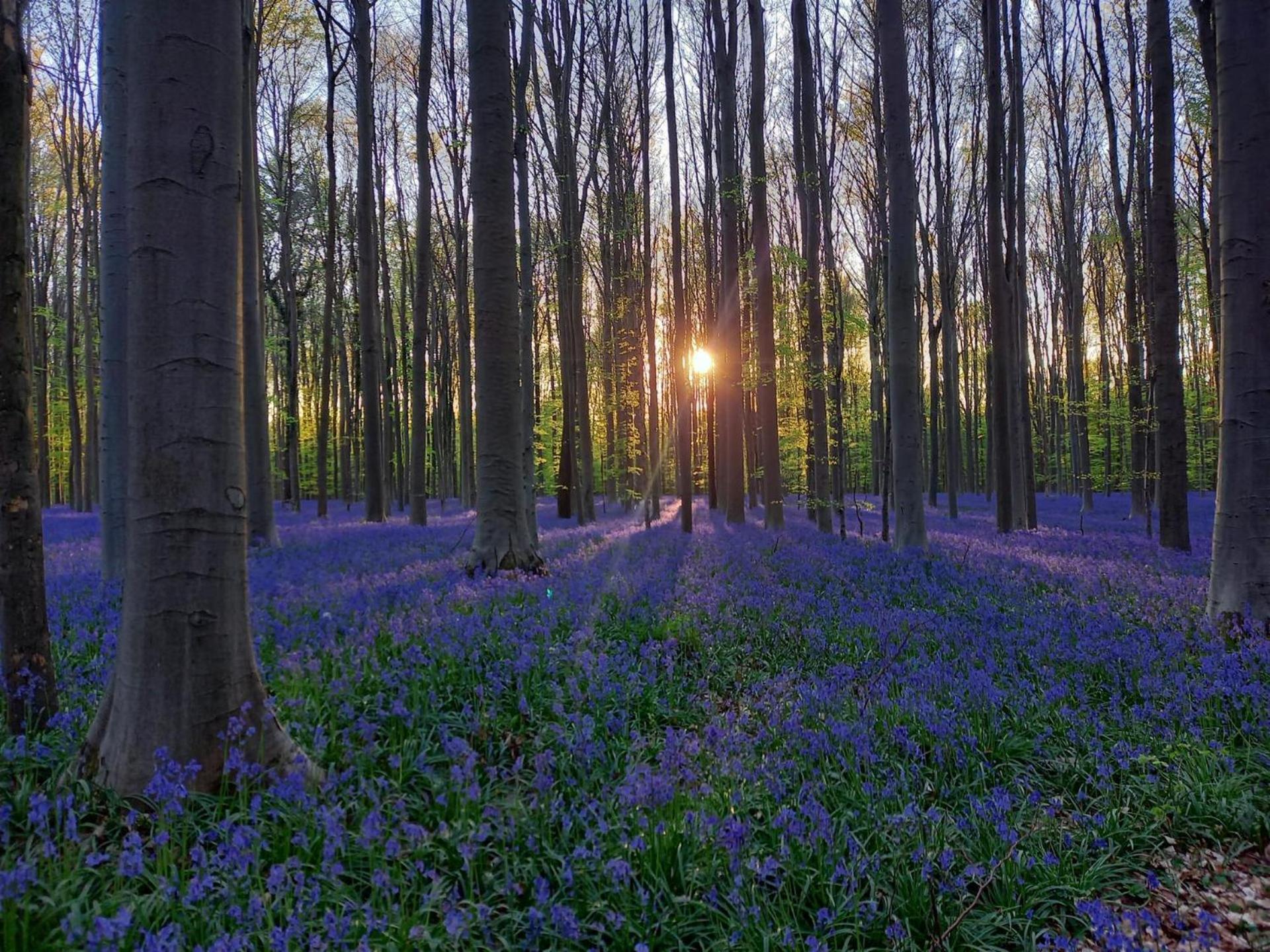 Hallerbos B&B In Bluebell Forest Halle  Εξωτερικό φωτογραφία