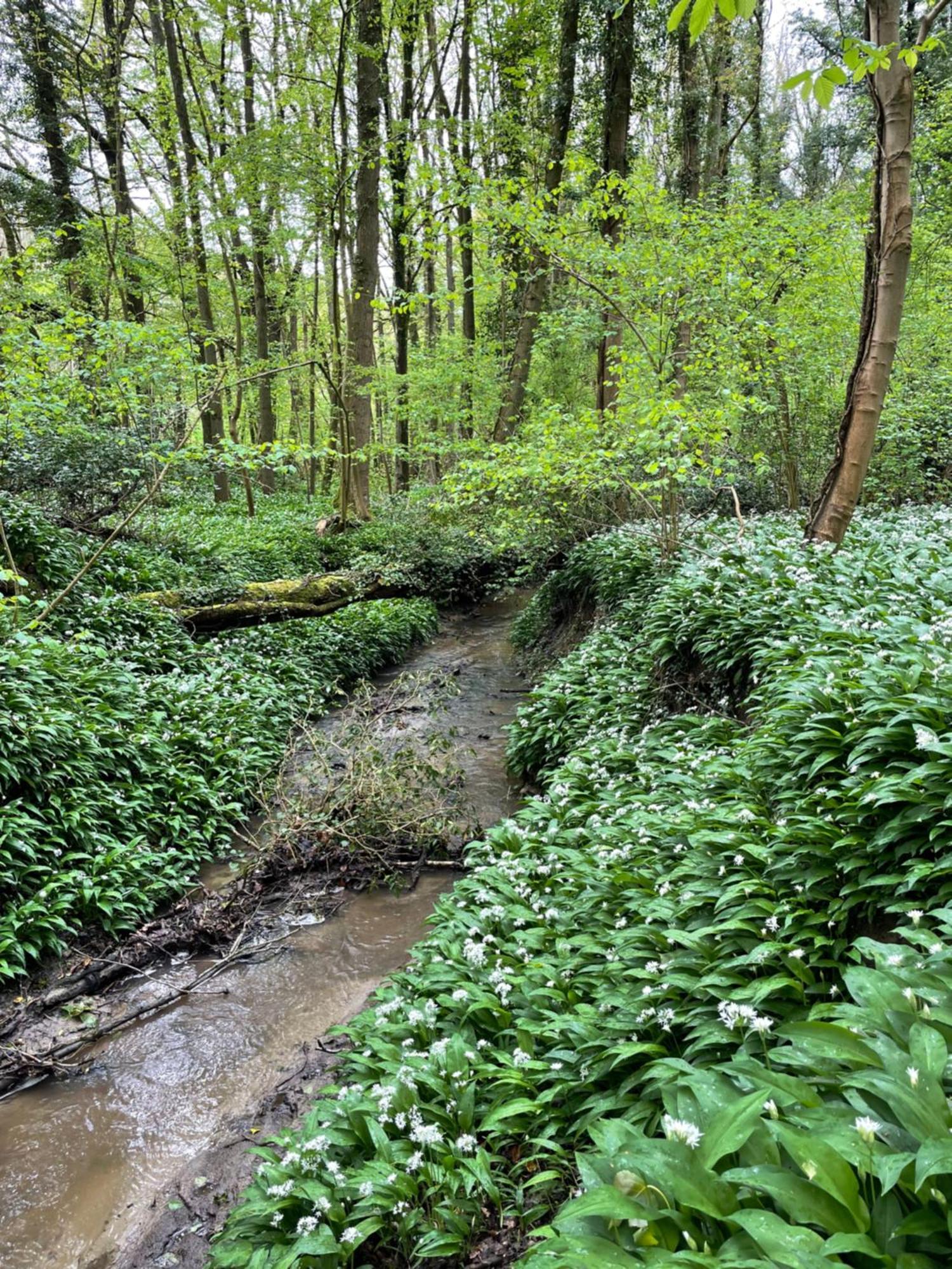 Hallerbos B&B In Bluebell Forest Halle  Εξωτερικό φωτογραφία